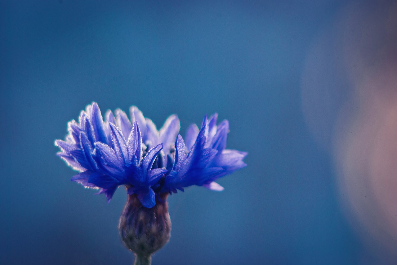 Cornflower Blue С†РІРµС‚