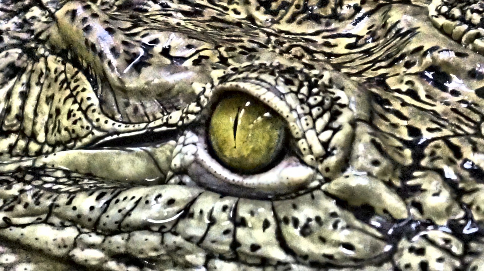 Глаз крокодила картина