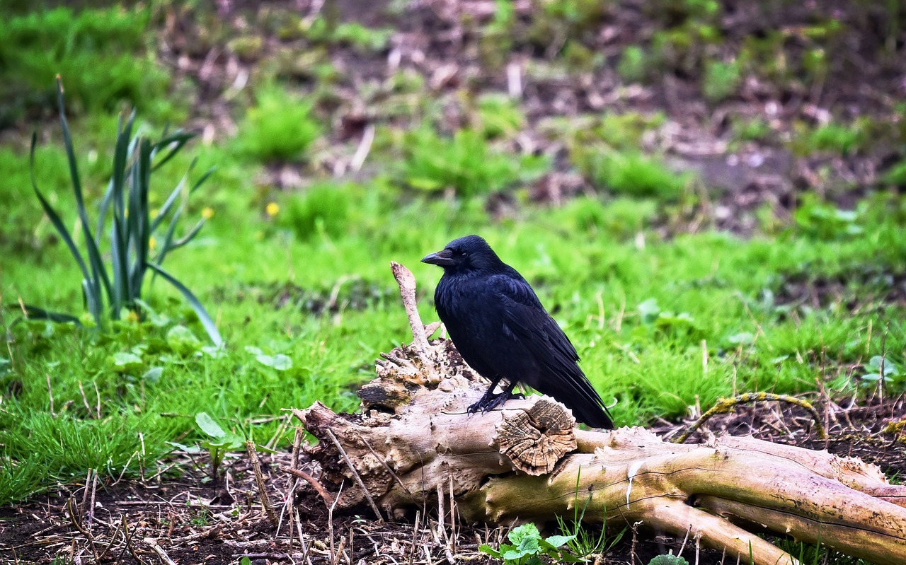 Бесплатная ворона 2 бесплатная. Врановые птицы Москвы. . Corvidae - вороновые с птенцами. Врановые птицы как индикаторы экологического. Животное врановые фото.