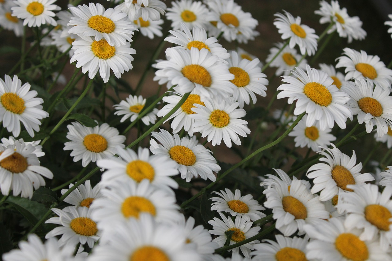 Ромашки дейзи. Daisy and Camomile.