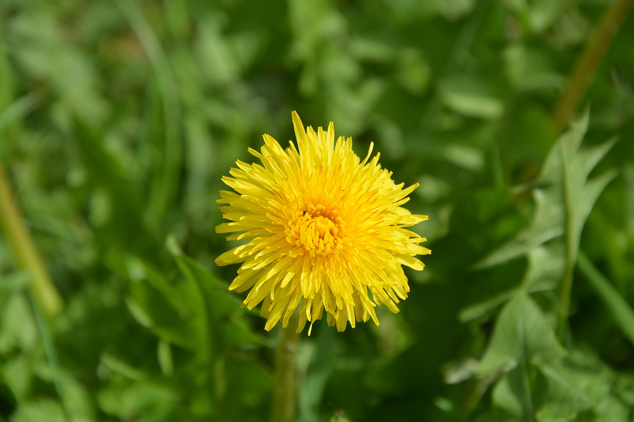 Молодые листья одуванчика. Одуванчик лекарственный листья. Taraxacum officinale лист. Кульбаба листья. Листок одуванчика.