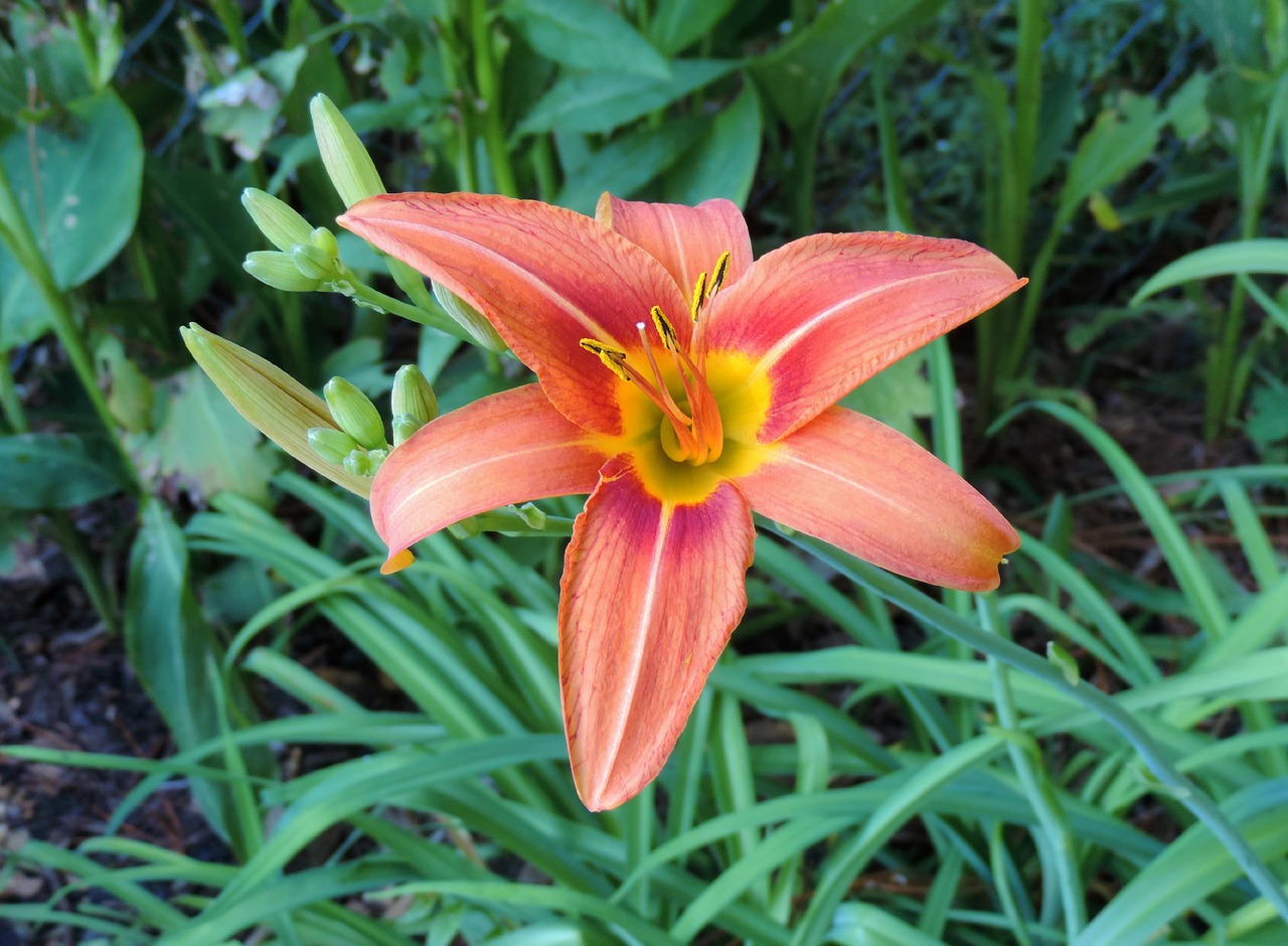 Day lily. Лилии цветы завод.