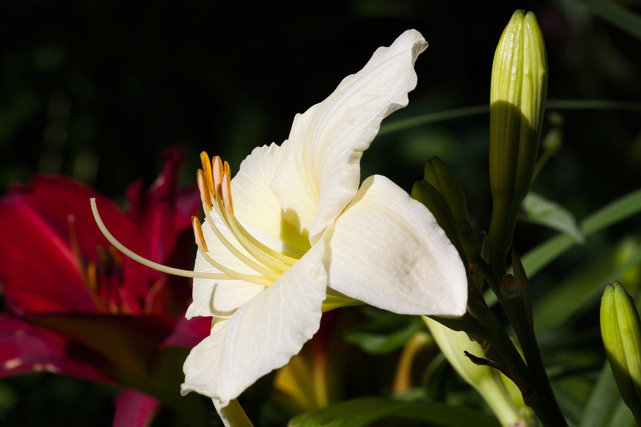 Day lily. Лилия однолетняя. Лилейники цветущие белыми цветами. Лилия однолетняя фото.