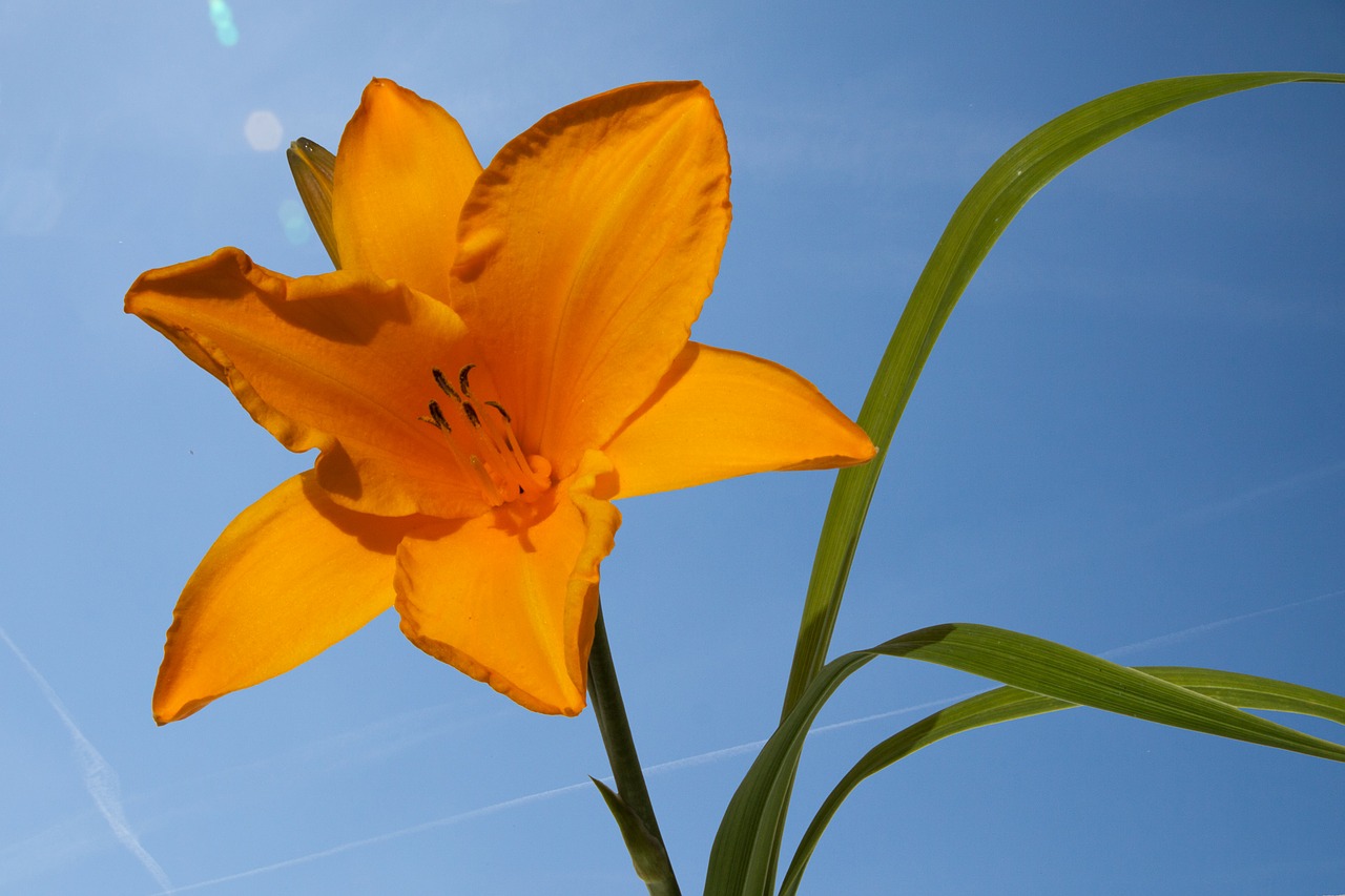 Day lily. Цветы Лилия оранжевый лилейник. Лилейник лепесток. Лилия Orange Summer. Оранжевые лилии.