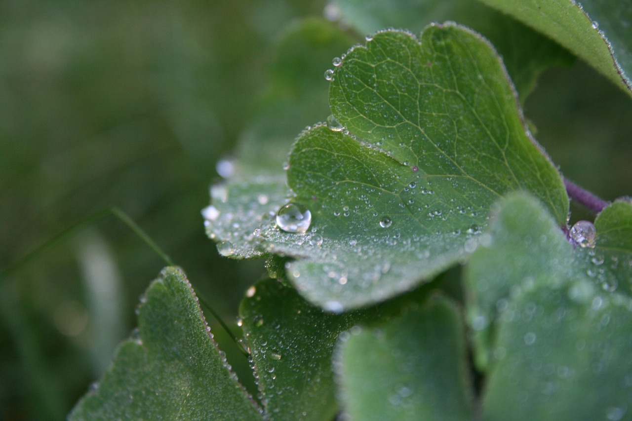 Download free photo of Dewdrop,leaf,plant,dew,close - from needpix.com