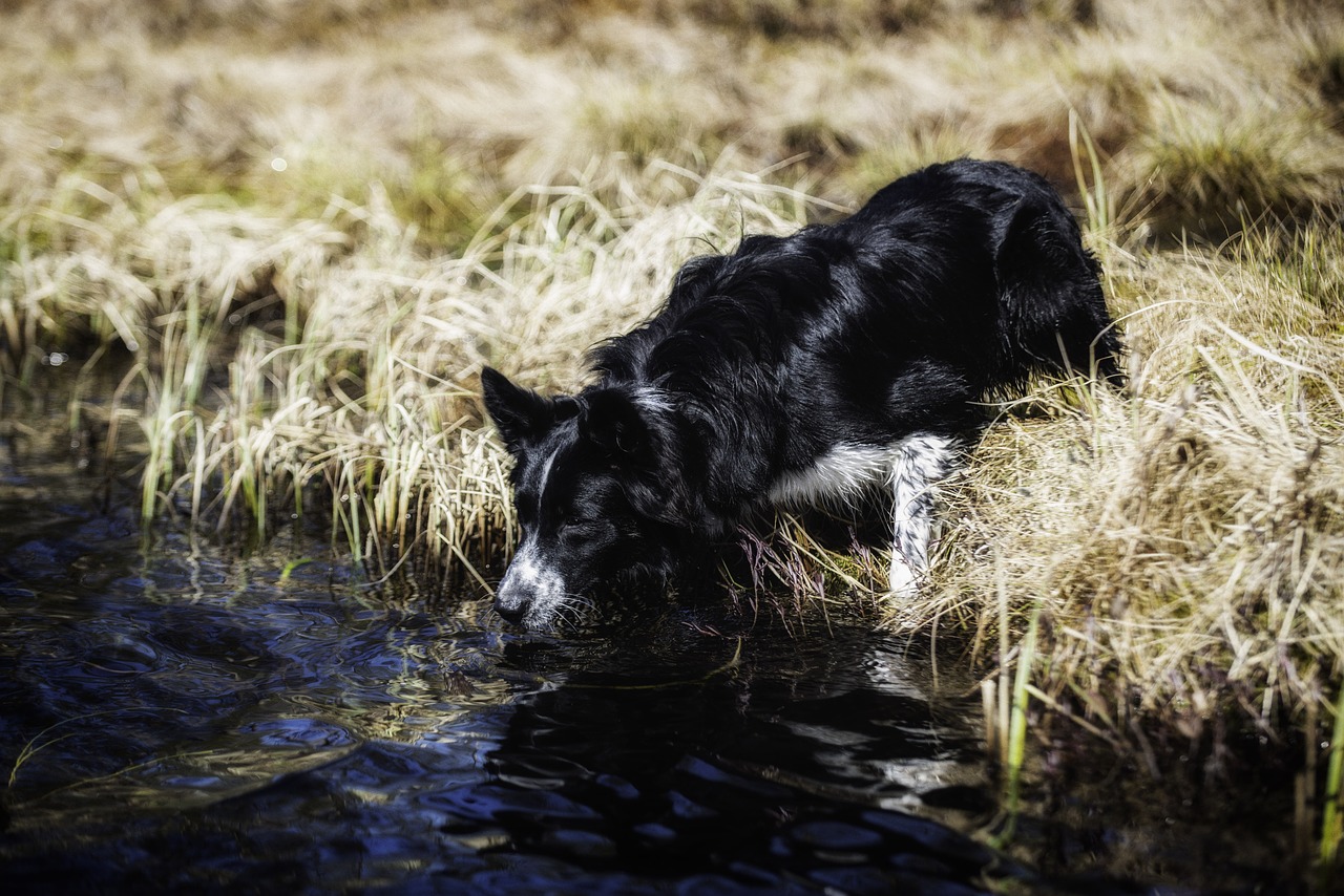 Dog frog. Обои с лягушками и собаками.