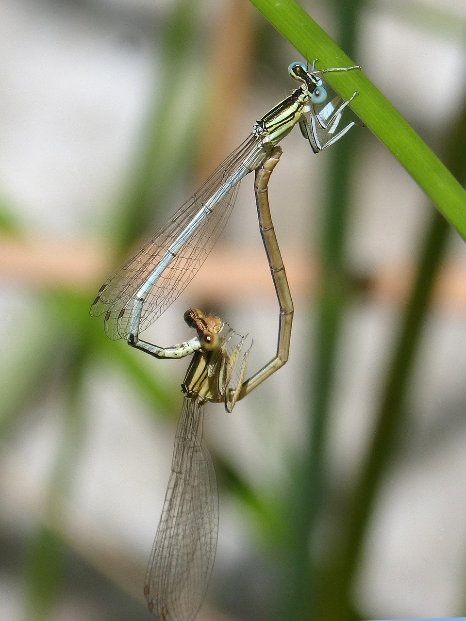 Бела стрекоза. Белая Стрекоза. Спаривание стрекоз в воздухе. White Dragonfly. Белая Стрекоза фото.