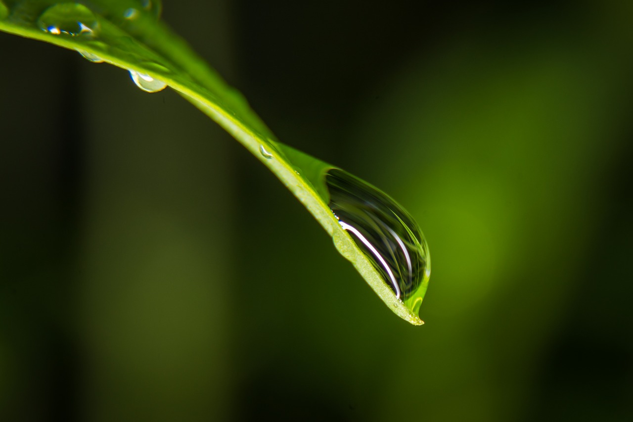 Watering leaves. Изогнутые листья. Изогнутый листик. Длинный лист с каплей. Изогнутые листочки с росой.