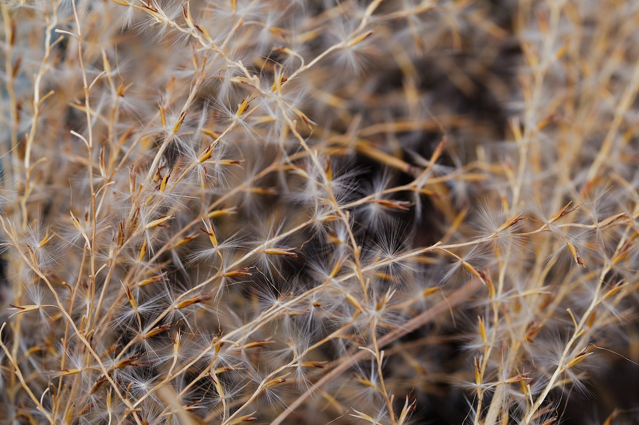 Nature dry. Сухая осенняя трава. Цвет сухой травы. Сухая трава фото. Вялая трава.