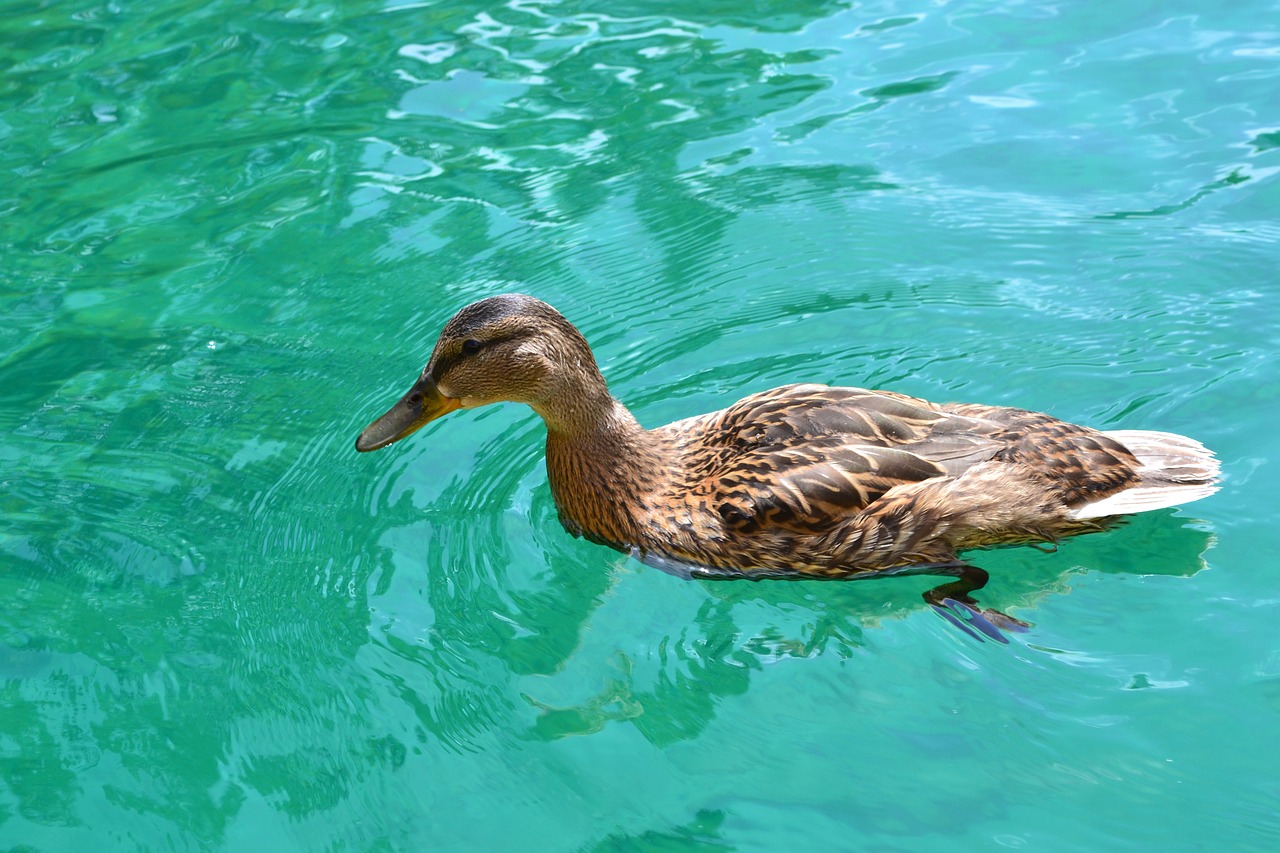 Swimming bird. Плавательные птицы. Duck swimming. Birds Swim. A Duck can Swim.