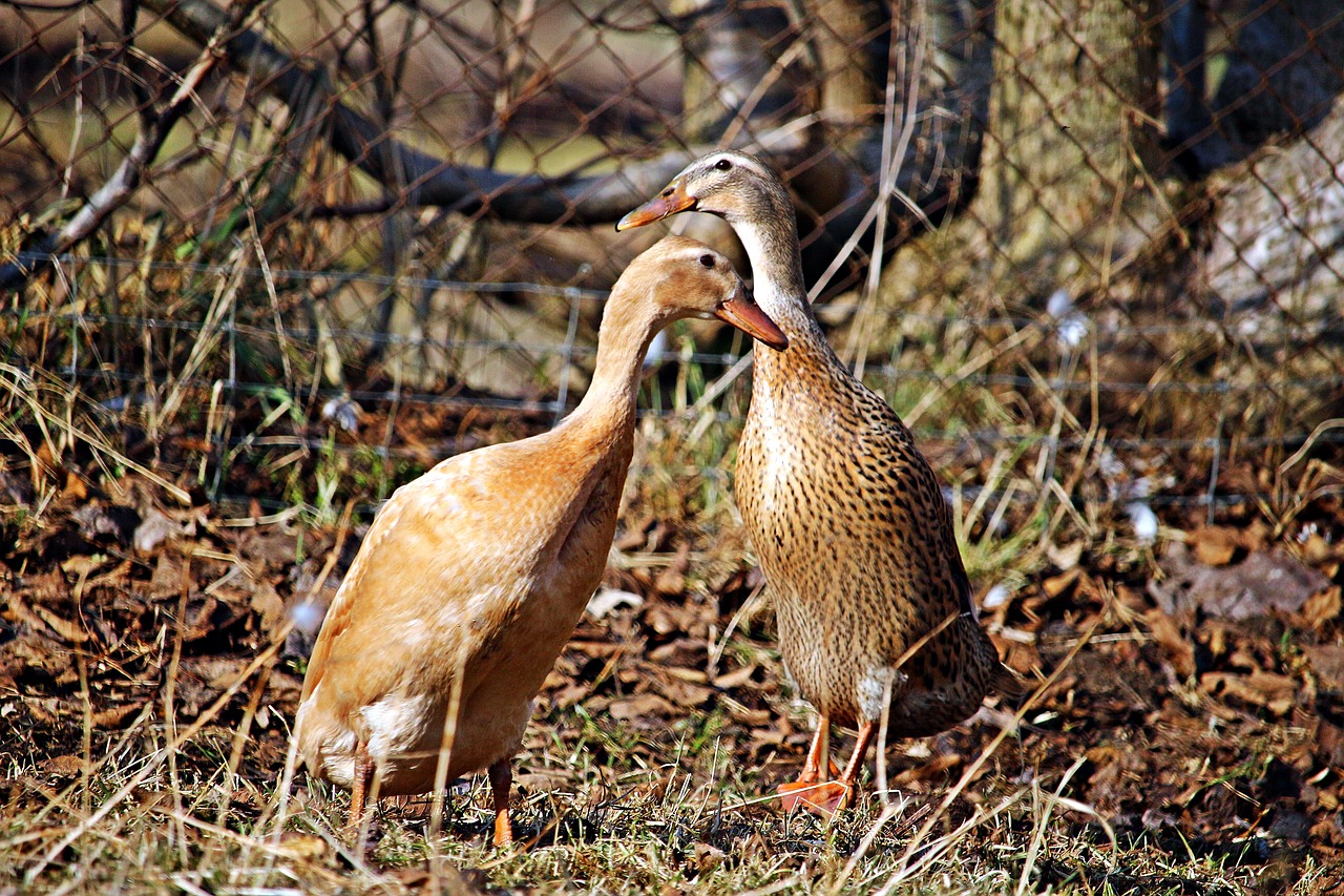 Бегающие уточки. Утка бегает. Running Duck. Fawn and White Runner Duckling. Fawn and White Runner Duck.