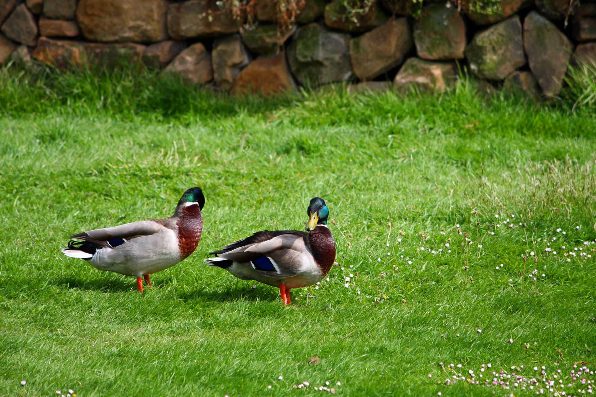 Включи птиц. Две утки в траве. Утки в траве. Duck Republic. Birds in the Park pictures.