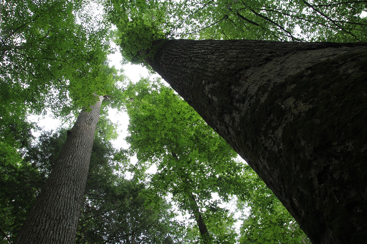 Tree days. Из крон деревьев навес. Earth Day Tree. Earth and Trees ground. There are many Trees in the Earth.