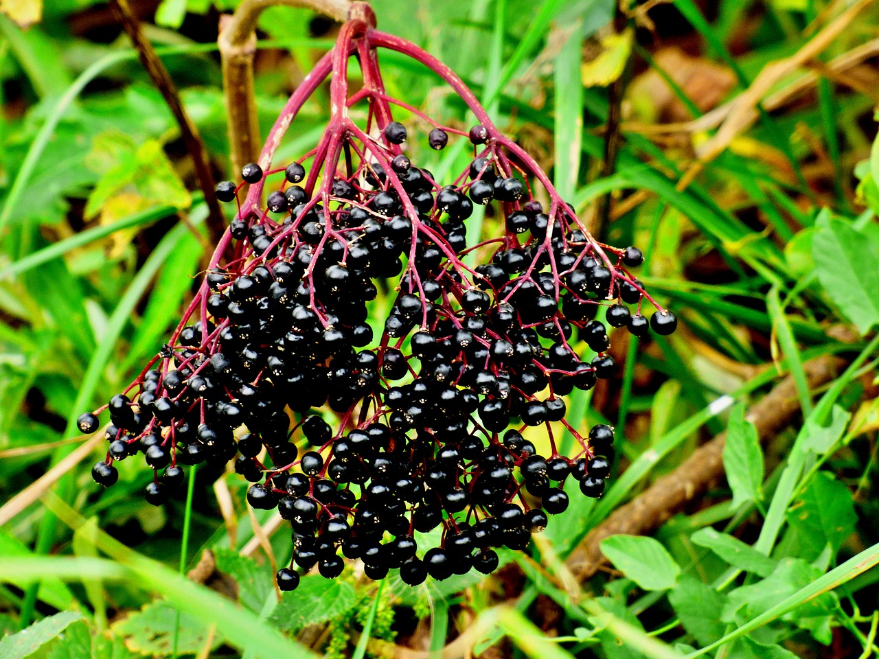 Black elder. Black Fruit.