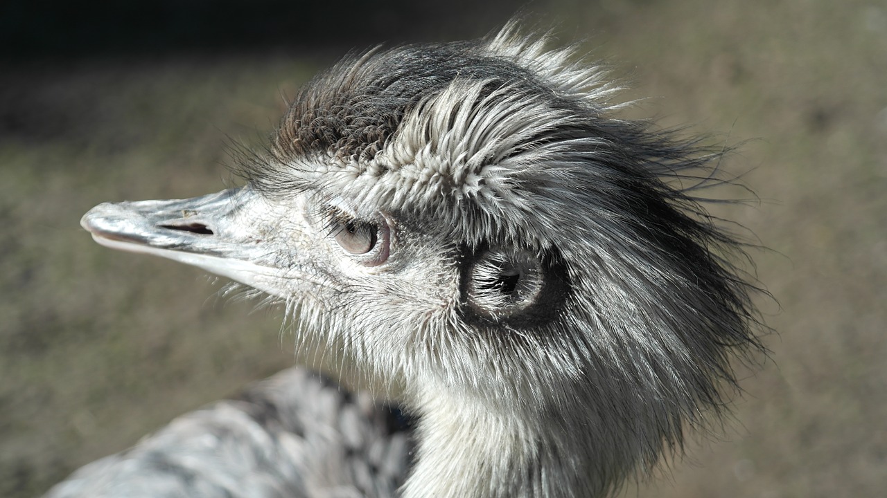 Emus are very large birds. Эму голова. Эму птица. Птица на голове!. Эму фото.