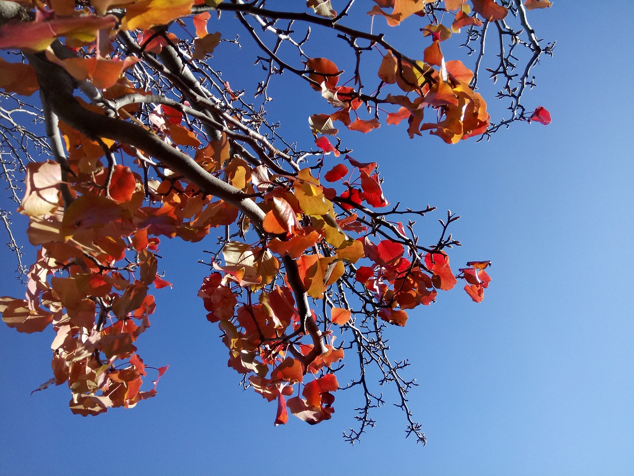 Autumn blue. Сезон осень. Осенний сезон. Осенние сезоны фото. Листва на дереве 4 времени года.