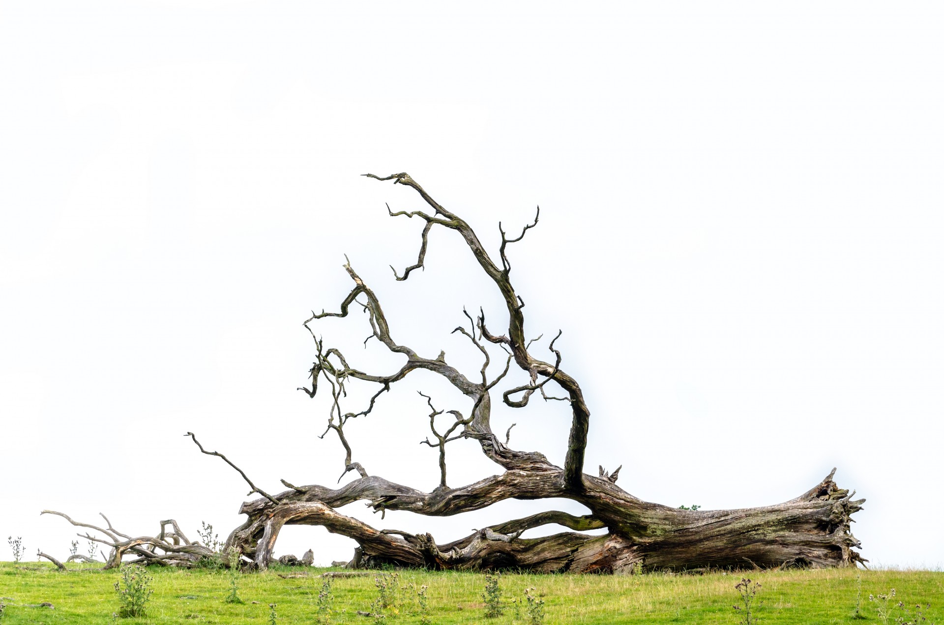 Fallen tree. Сухое поваленное дерево. Погибшее дерево. Сухая ветка дерева. Дерево лежит.