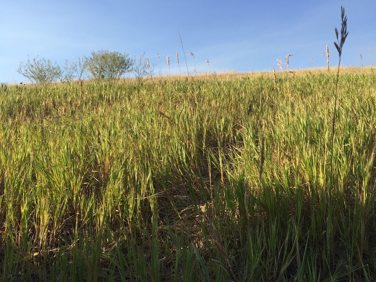 Field grasses. Как человек использует меч трава.