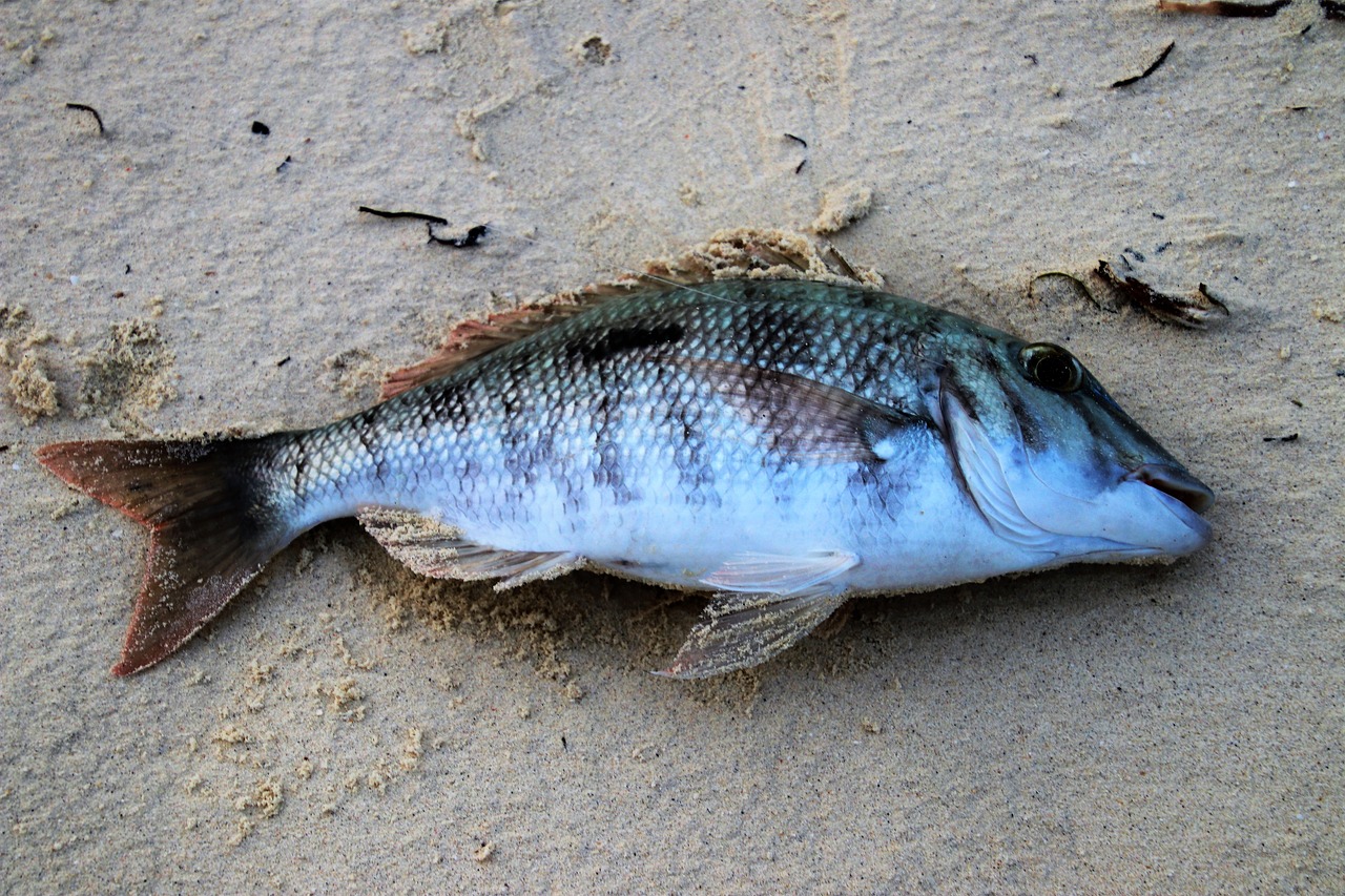Рыба на берегу