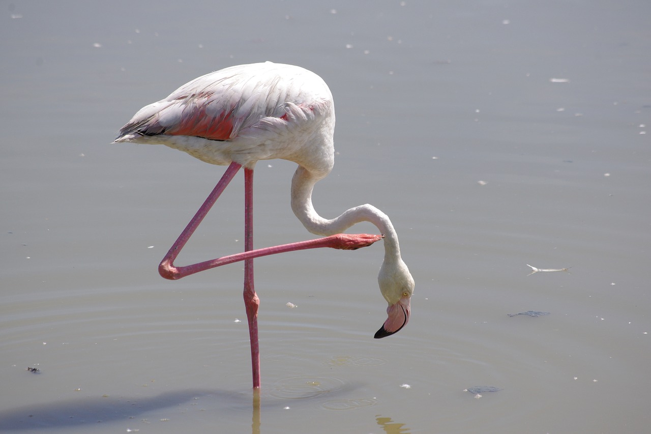 Розовый Фламинго пруд