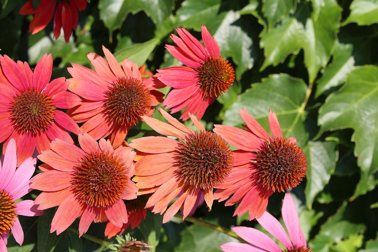 Nature's Garden Echinacea