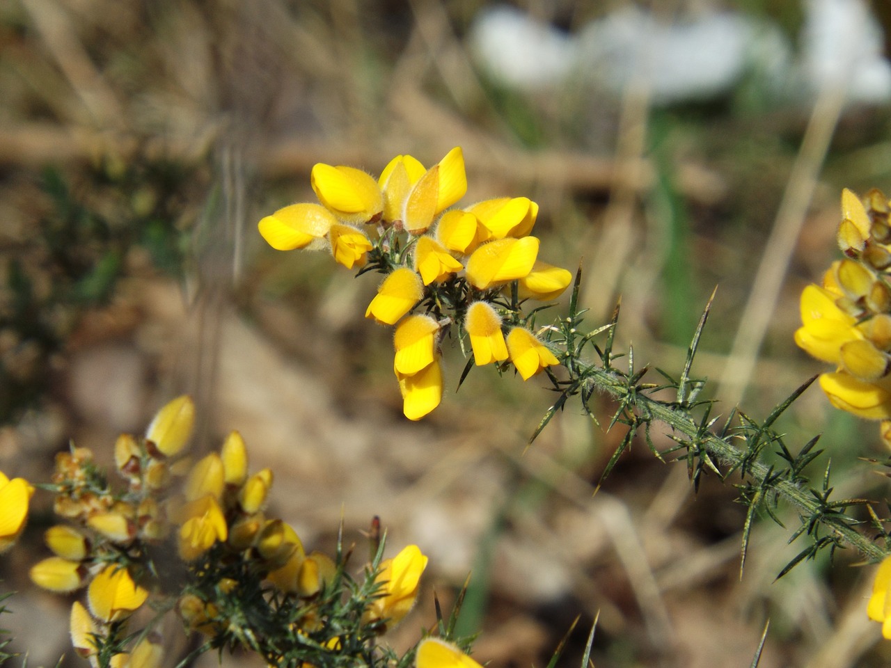 Утесник Европейский – Ulex europaeus