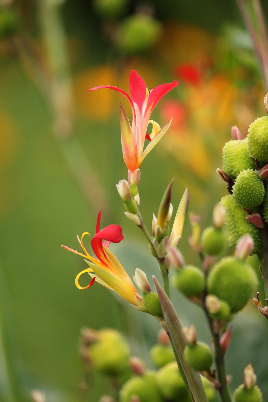 Фото indica flower