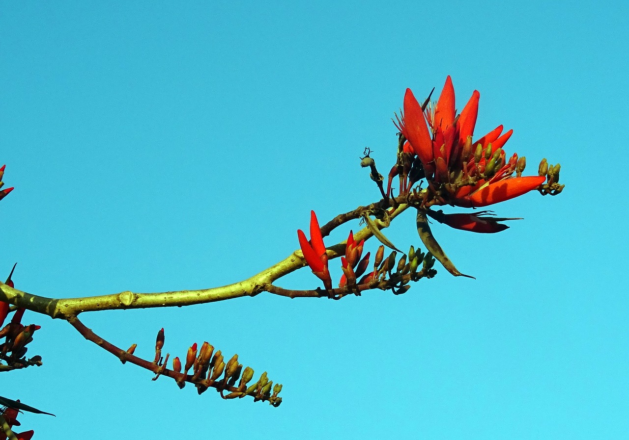 Коралловое дерево (Erythrina variegata