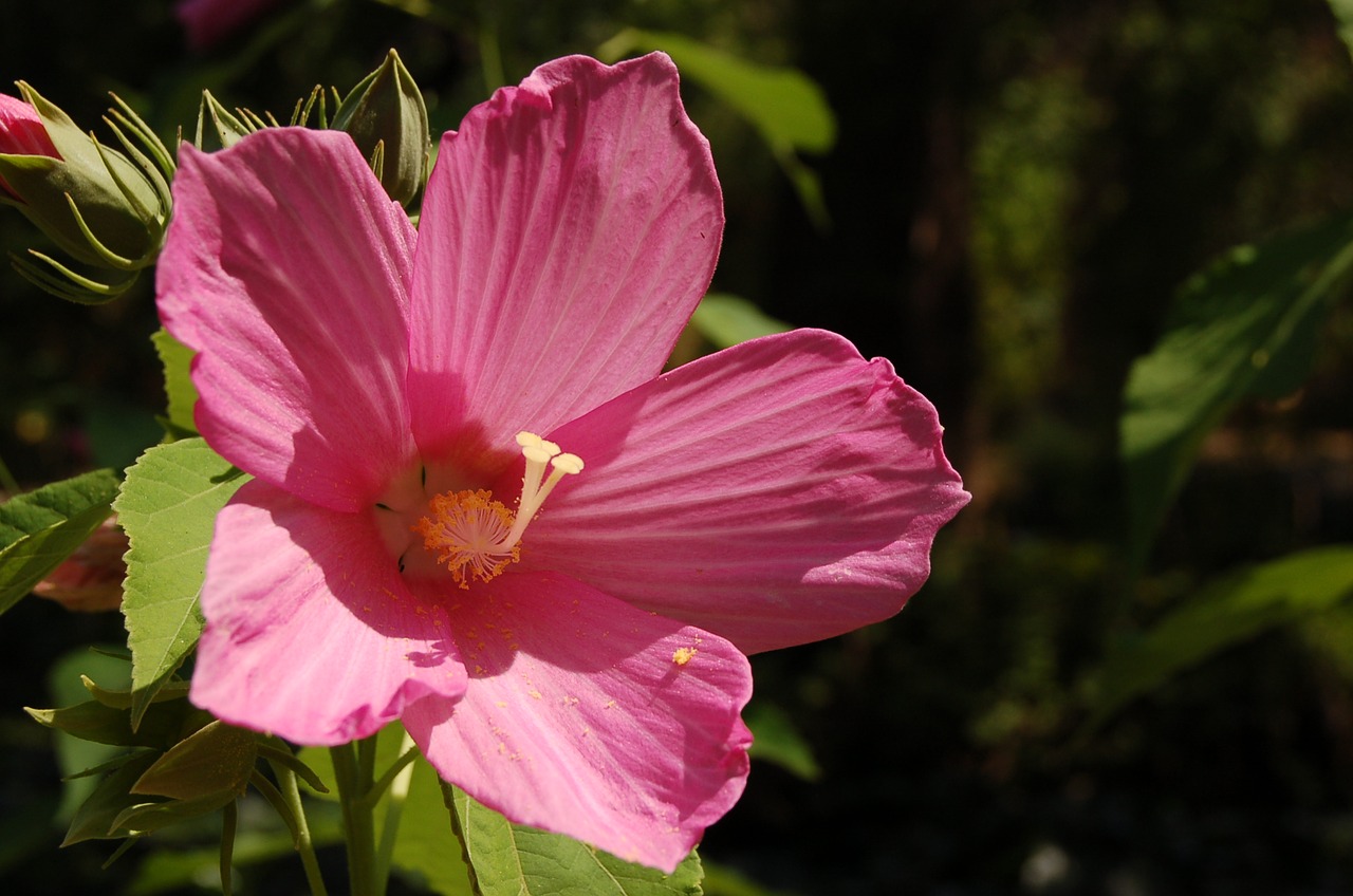 Natural rosa. Гибискус сирийский малиновый. Гибискус травянистый малиновый. Гибискус розовый фото. Гибискус травянистый фото.