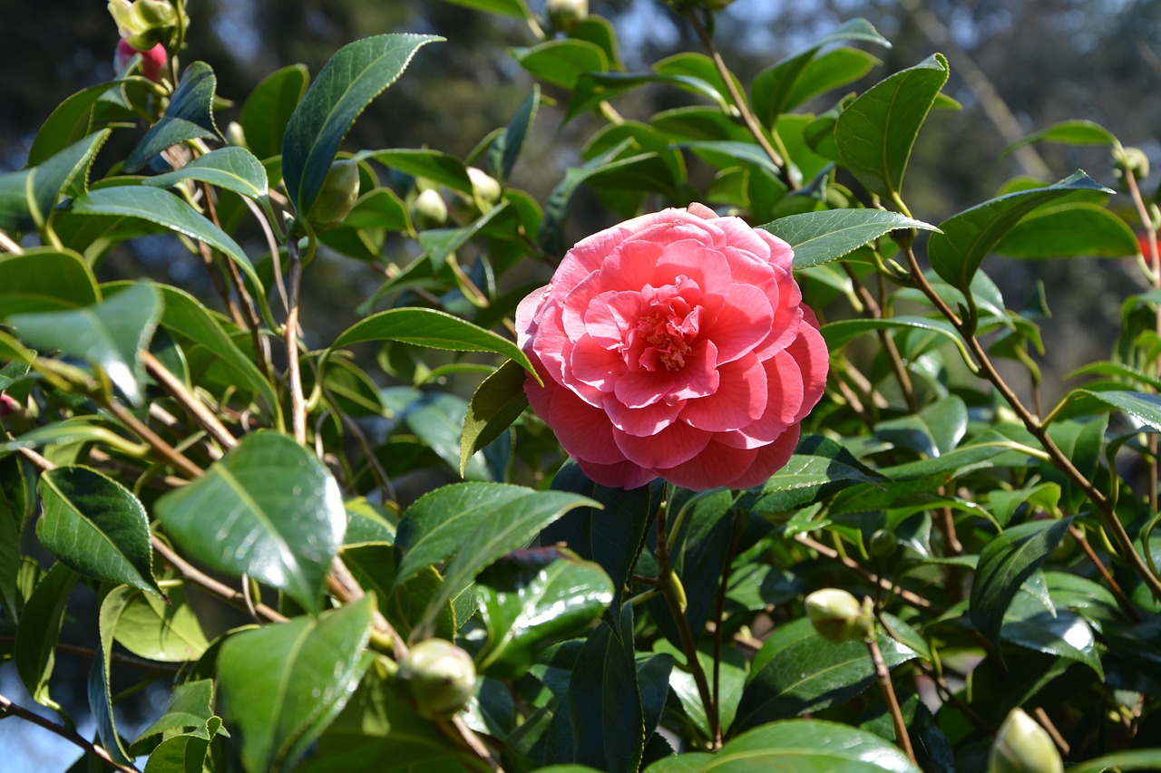 Камелия цветок фото садовая Download free photo of Flower,leaves,nature,pink,spring - from needpix.com