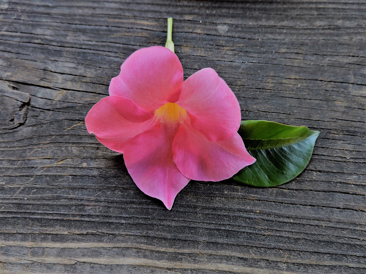 Пинк лист. Цветок с розовыми листьями. Pink Leaf. Ствол ДЕСЕРДЦЕ листьев розовый цвет.