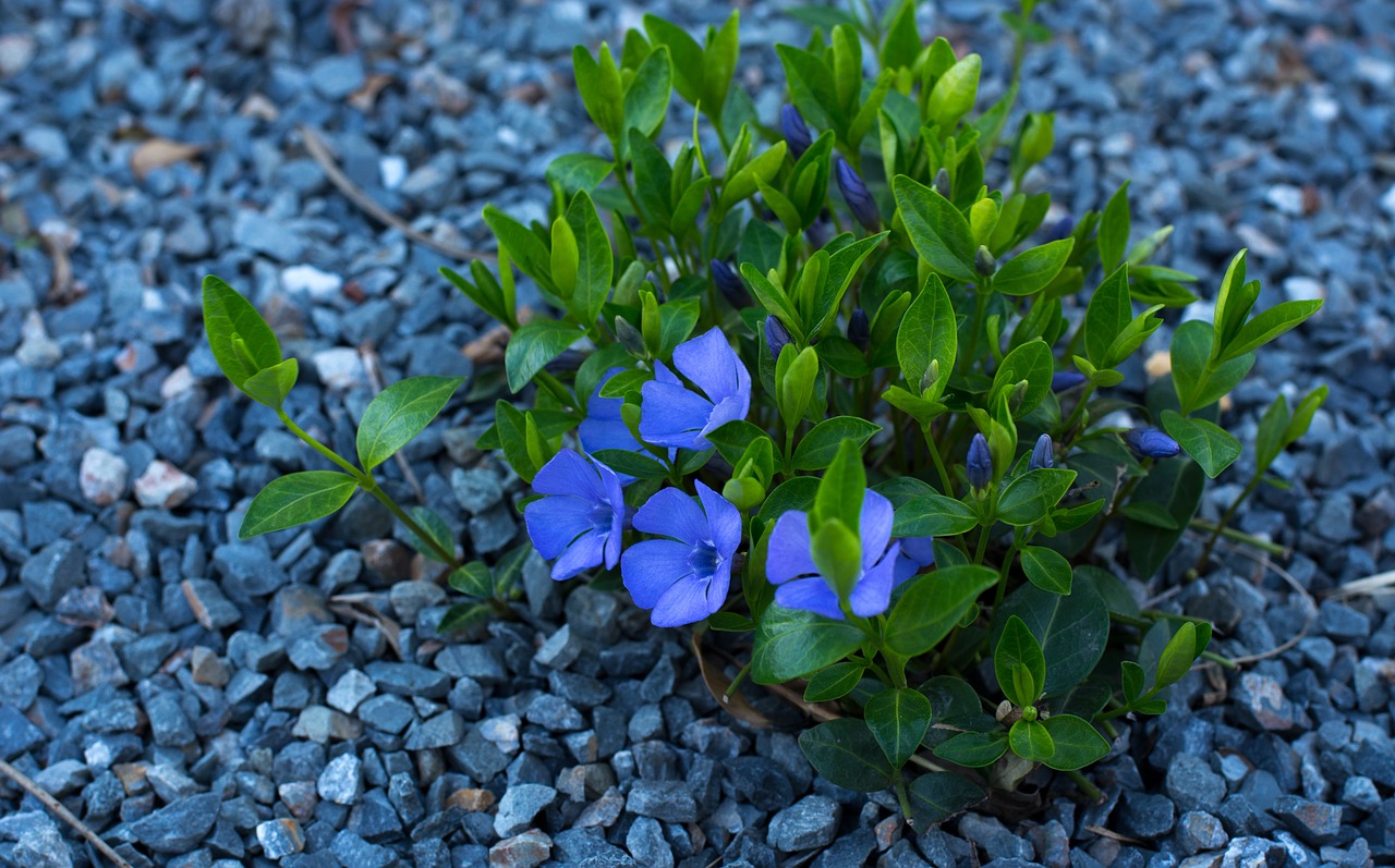 Rocked plants. Рок цветы.