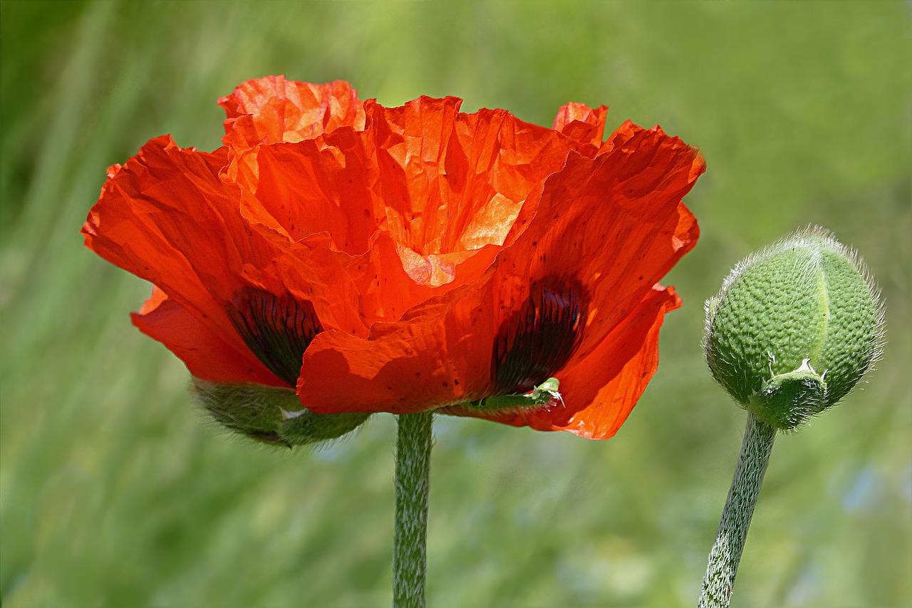 Мак фото описание. Мак Восточный (Papaver orientale). Мак Восточный фламенко. Мак Восточный самосейка. Мак растение рода папавер.