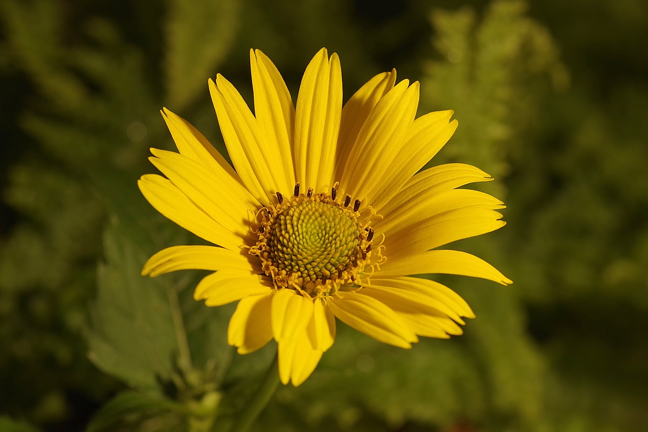 Астровые. Астровые (Asteraceae). Подсолнух Сложноцветные. Астровые желтые цветы. Сложноцветные желтые цветы.