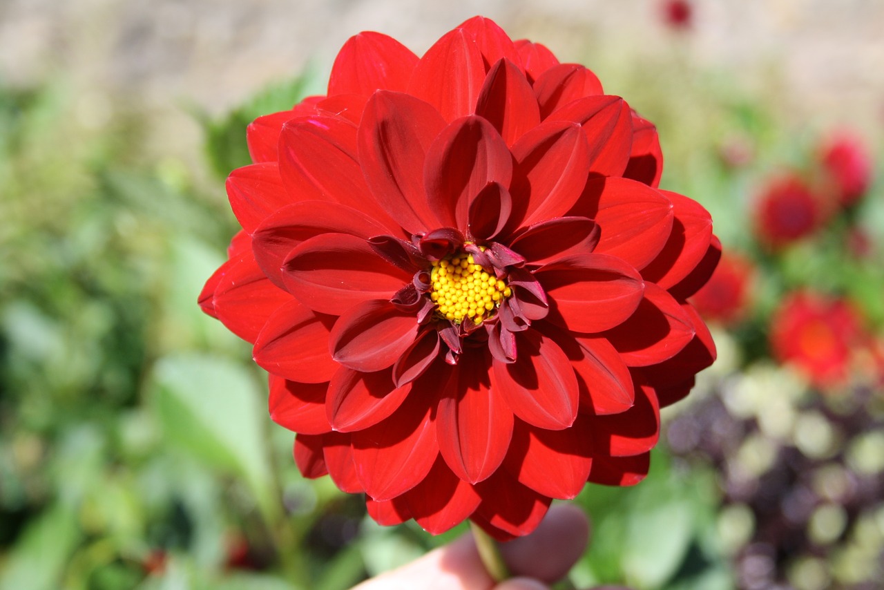 Red Zinnia Flower