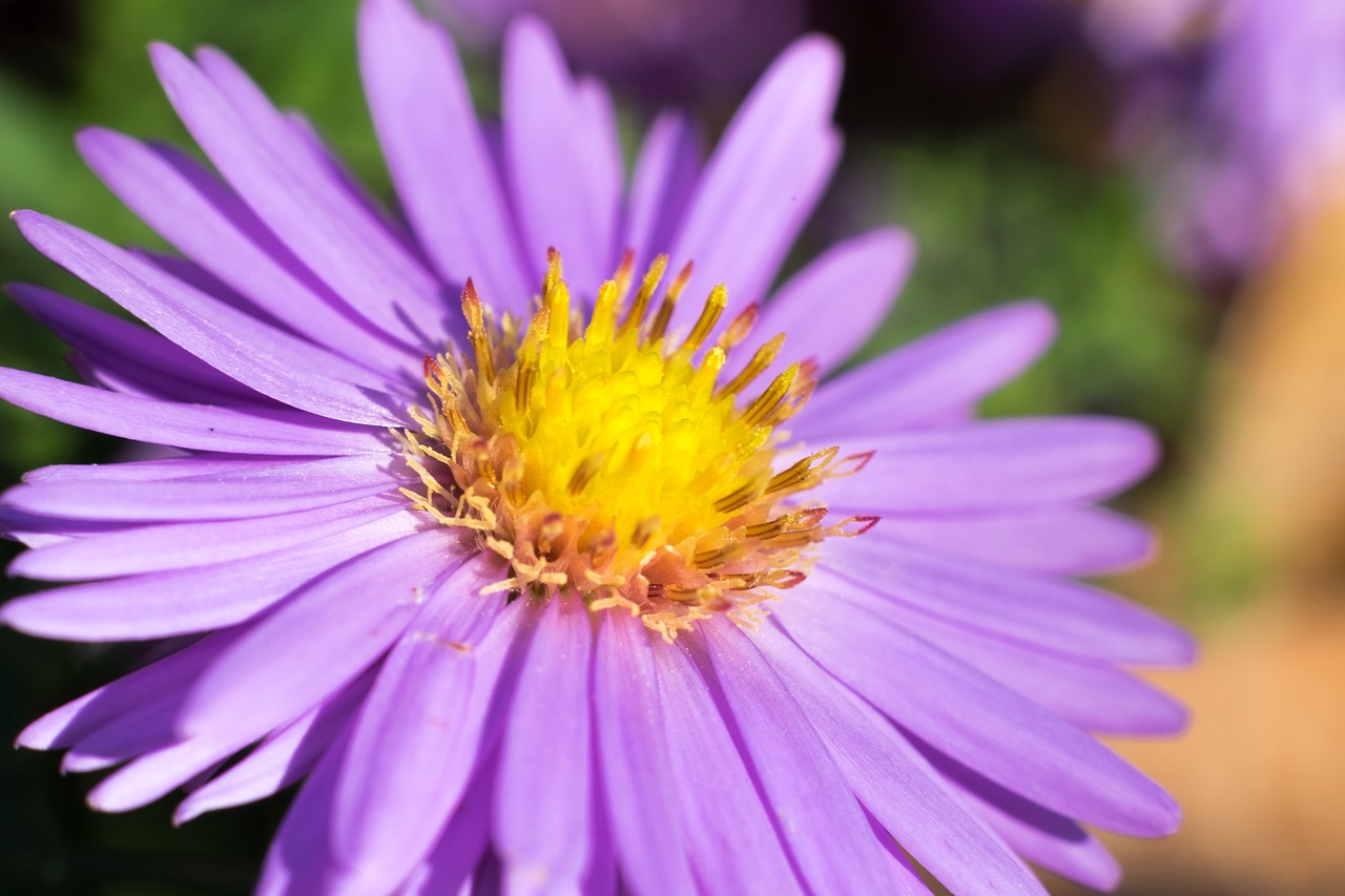 Symphyotrichum dumosum