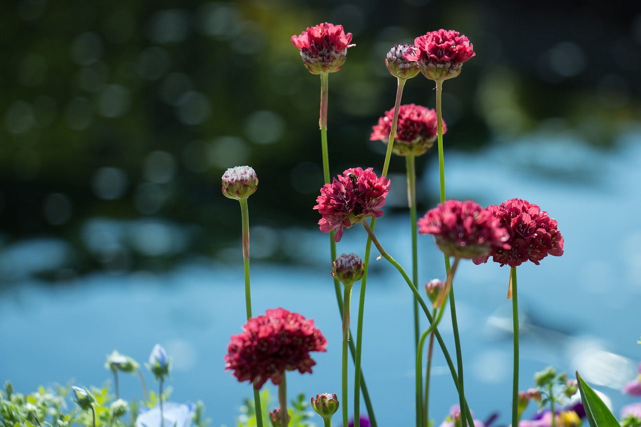 Flowers bloom. Весенние цветы. Яркие растения. Bloom цветы. Bloom Flowers.