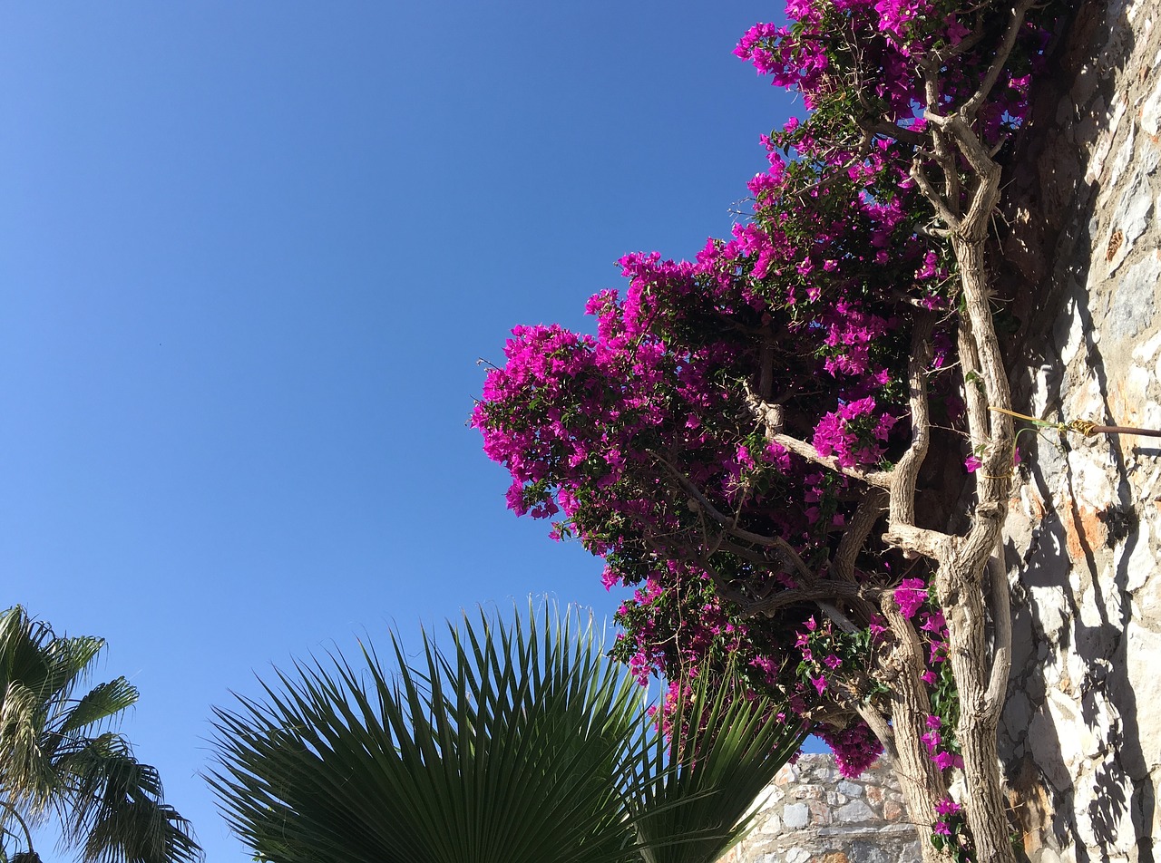 Греция Крит цветы