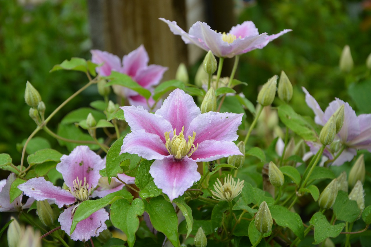 Клематис pink champagne фото