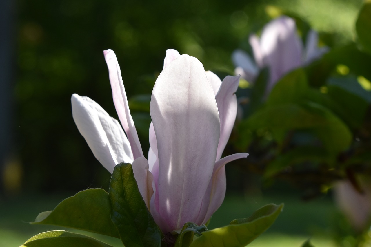 Натура растения. Magnolia Liliifera. Yulan Magnolia Blossom. Магнолия после цветения. Магнолия Садовая после цветения.