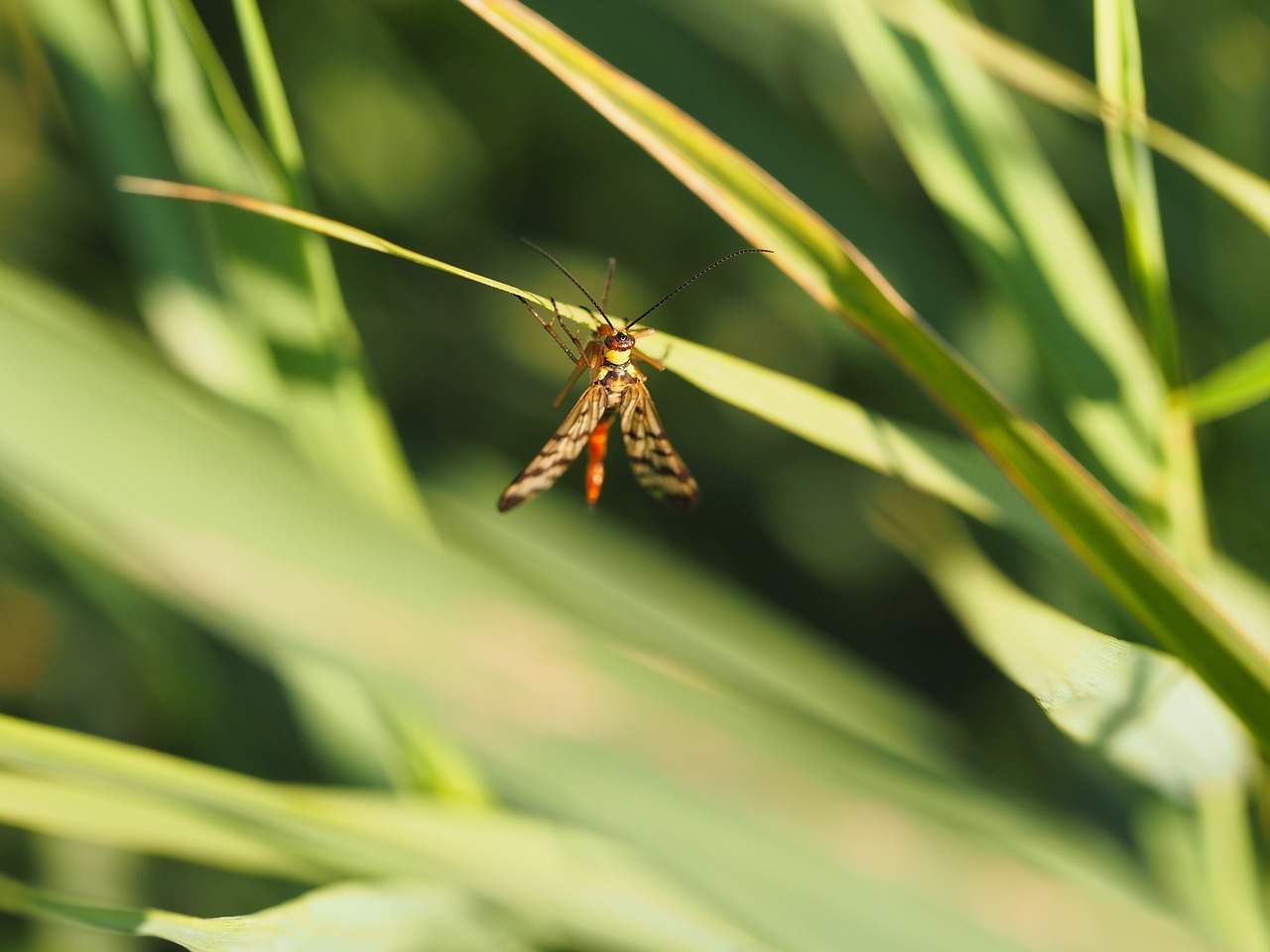 Flying insects. Летающие насекомые. Зеленые летающие насекомые. Коконы летающих насекомых. Треугольные летающие насекомые.