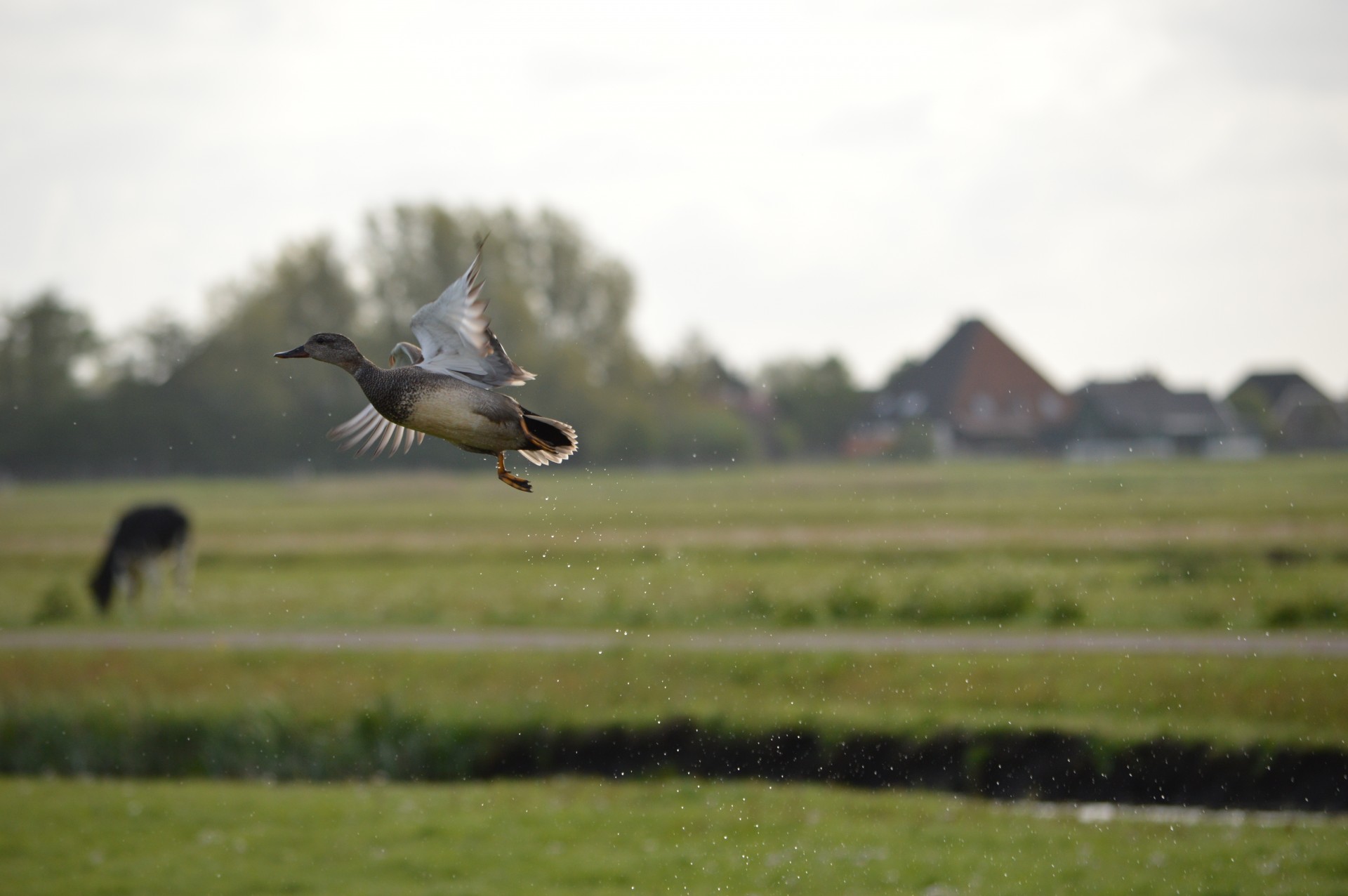 Fly flew flown. Утки летят против ветра. Duck can Fly. Fly Flies.