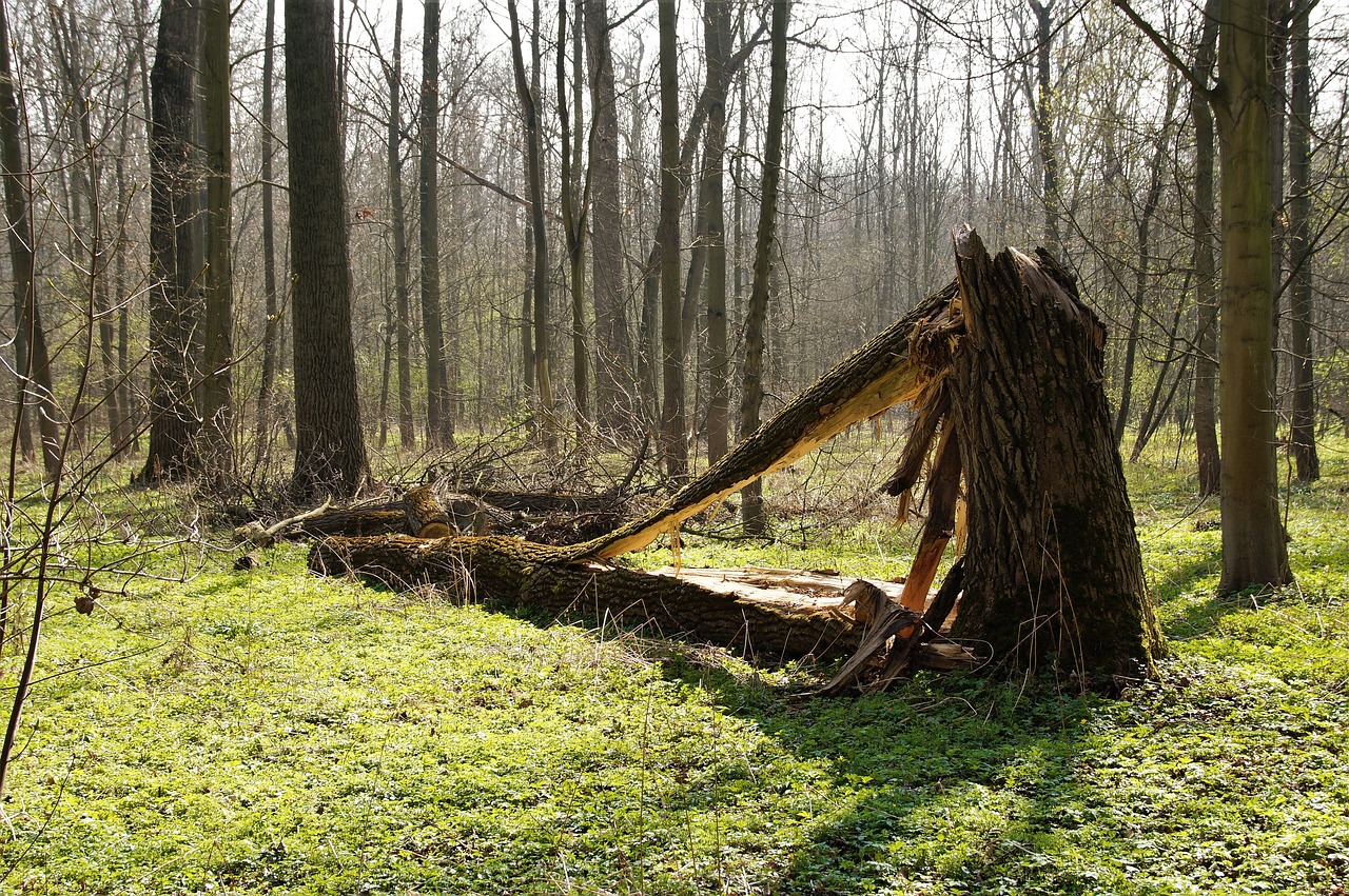 Forest break. Сломанное дерево. Сломанное дерево в лесу. Слом дерева. Сломанный лес.