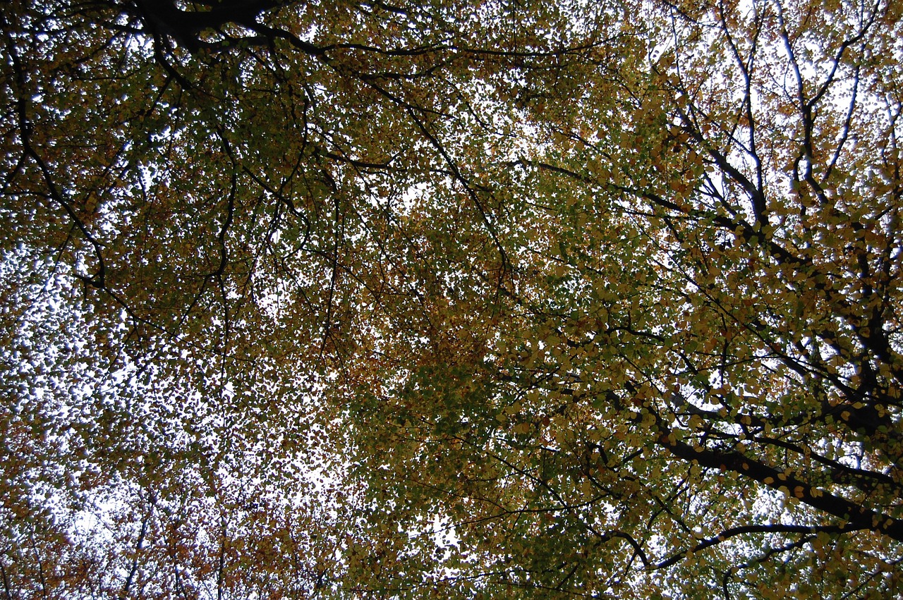 Air tree. Дерево Эйр. АИР дерево фото. Forest Air.