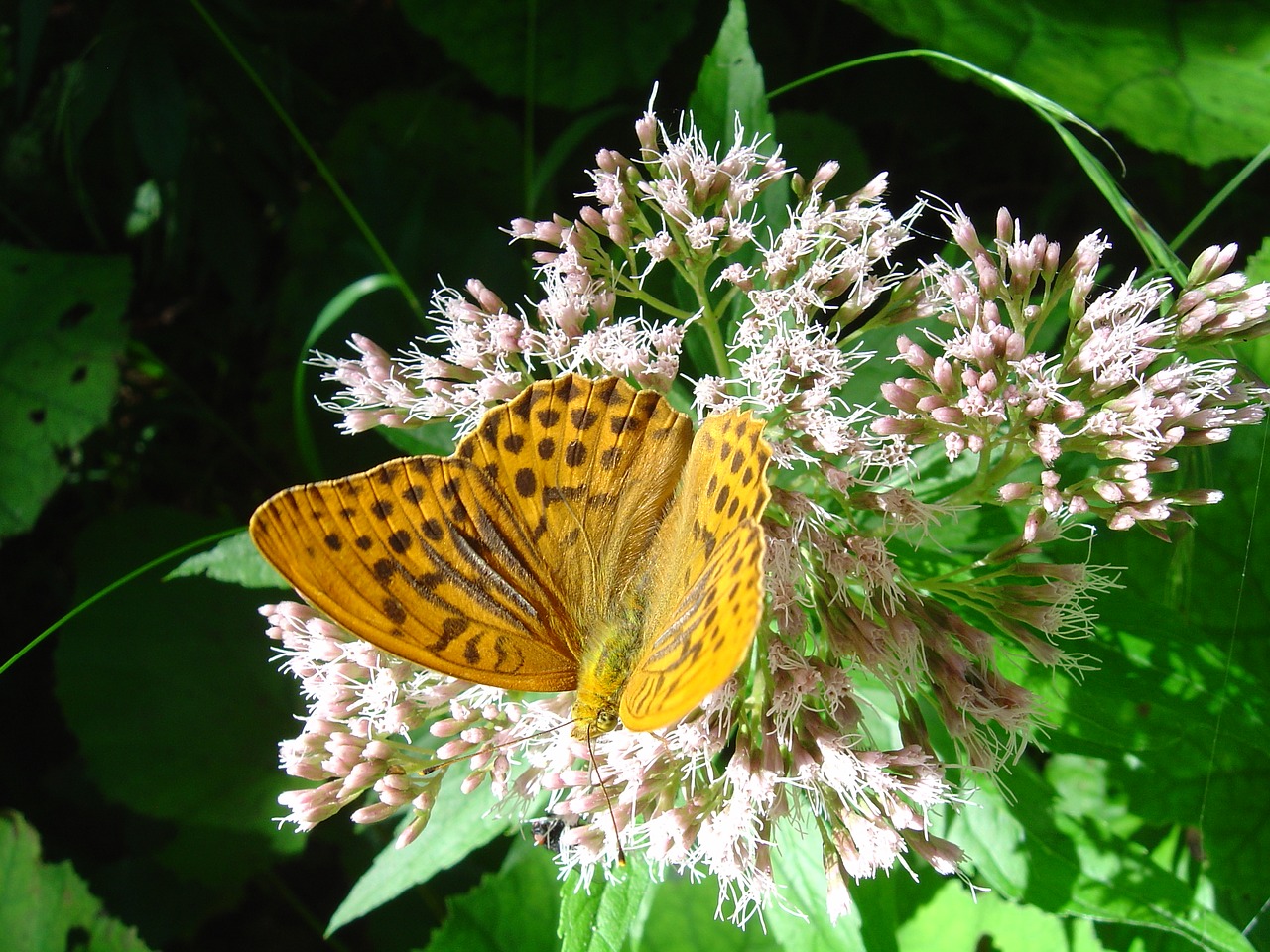 Бабочка на немецком. Fritillary бабочка. Бабочки Германии. Баварская бабочка.