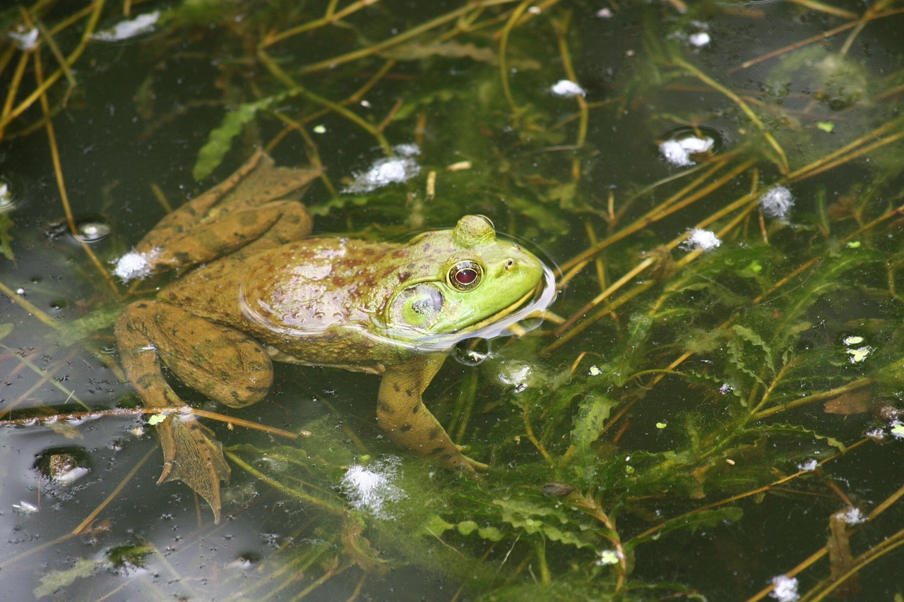 Ли лягушка. Прудовая лягушка. Лягушка травяная квакает. Лягушка в пруду. Прудовая лягушка фото.