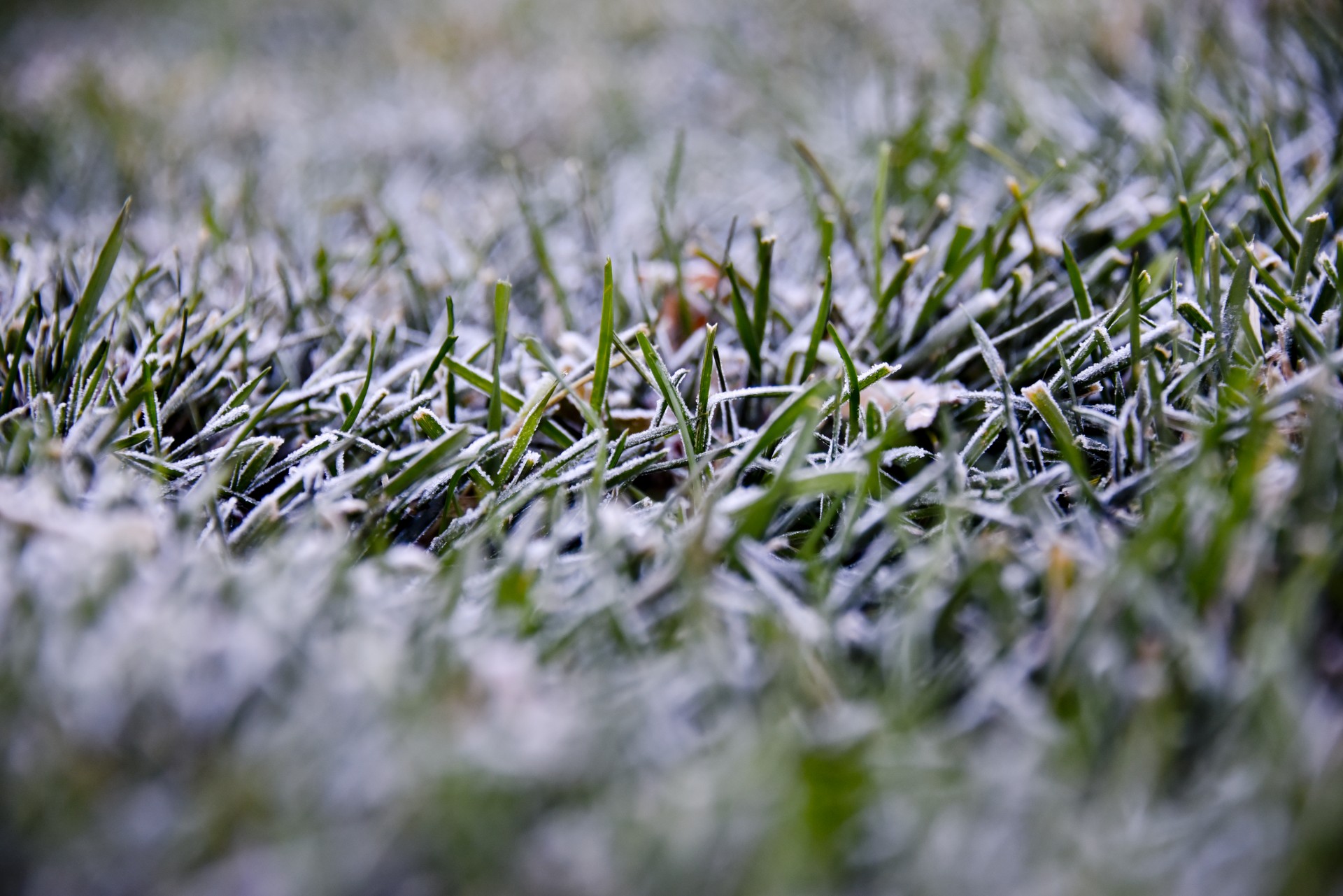 Мороз трава