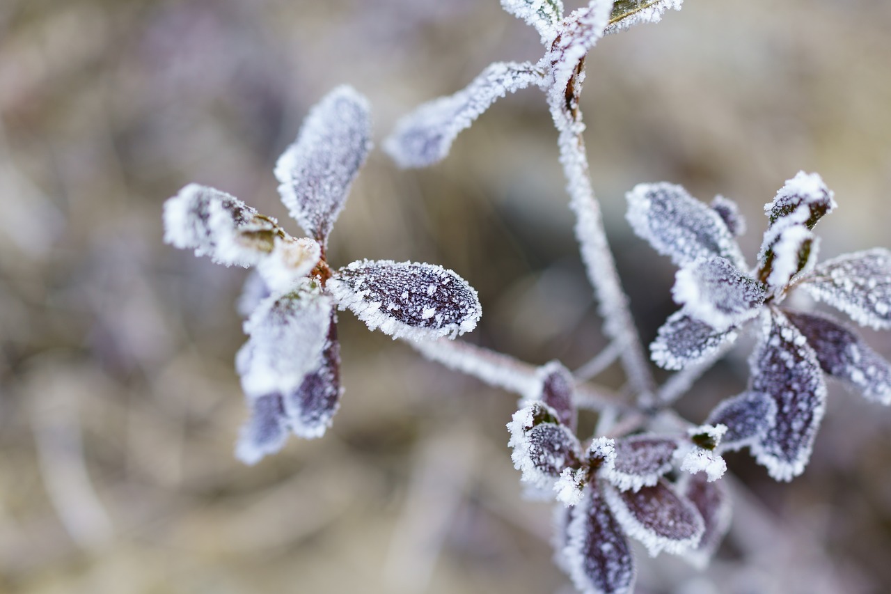 Frosty winter