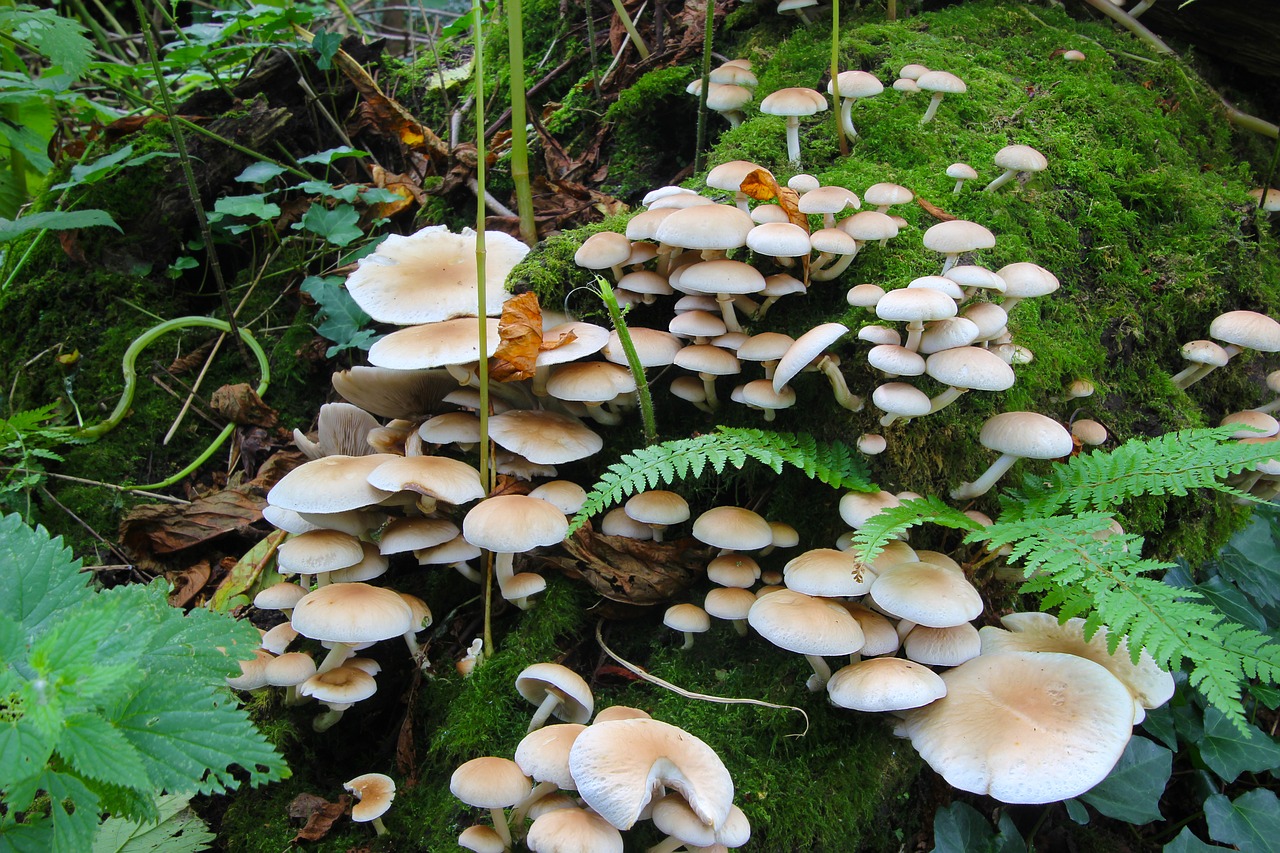 California Garden Mushrooms