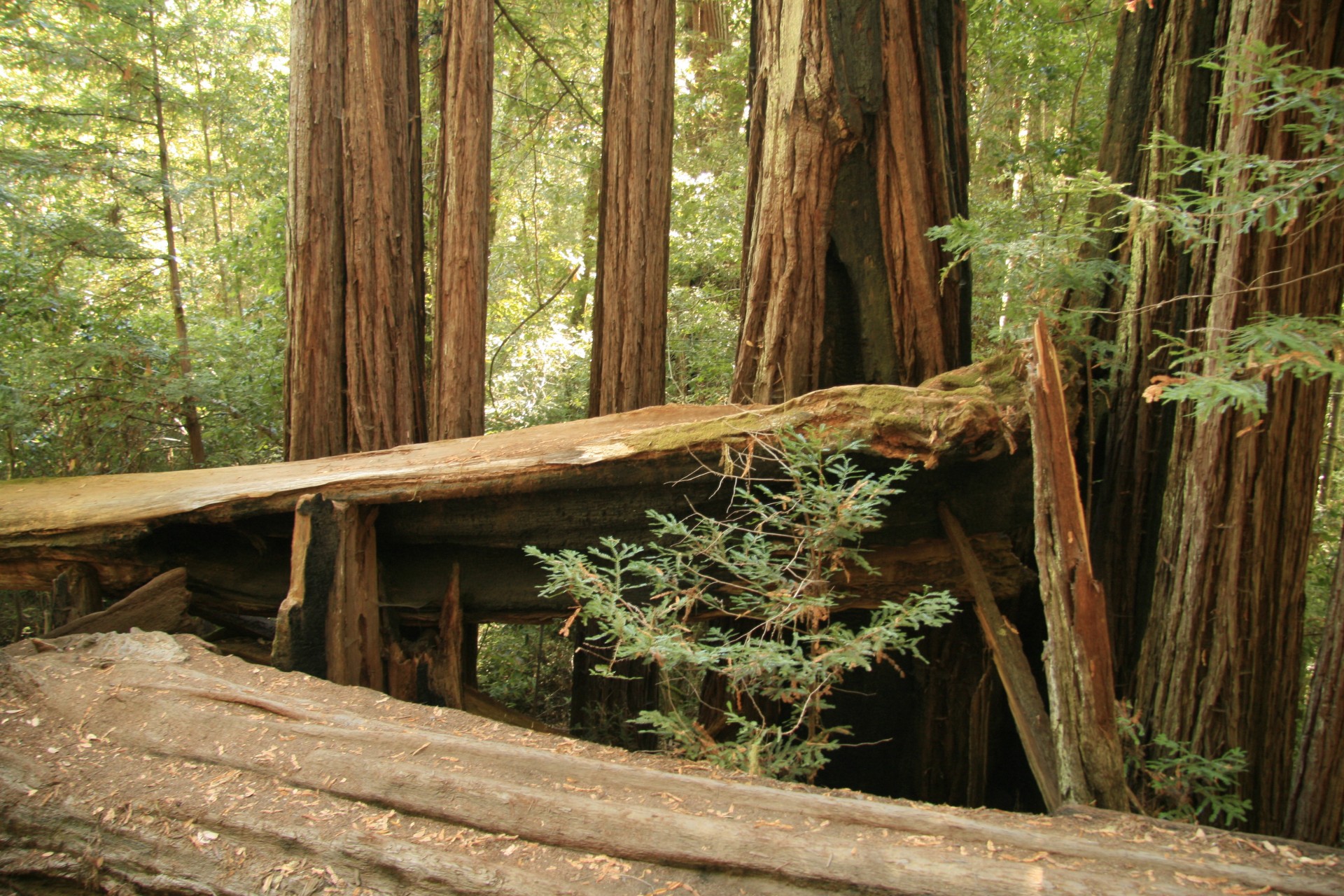 Лес секвойи в Калифорнии